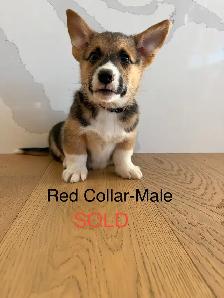 Adorable Purebred Corgi’s - Photo 10