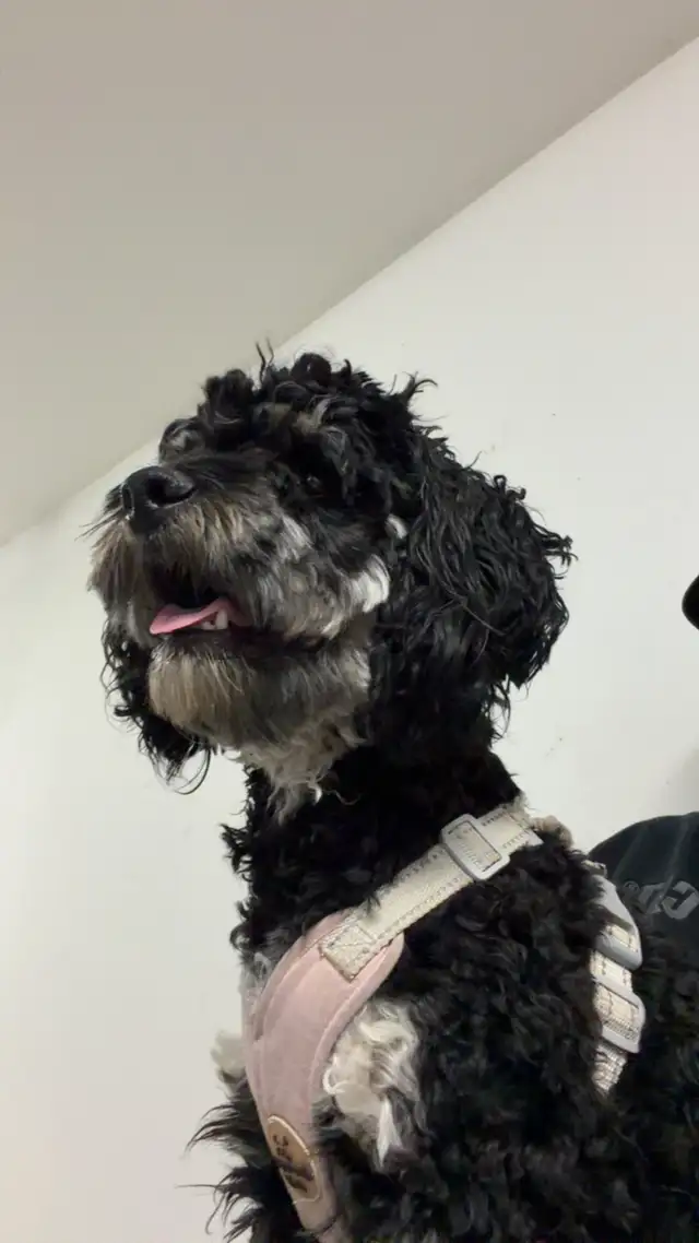 1 year old Cockapoo for re homing!