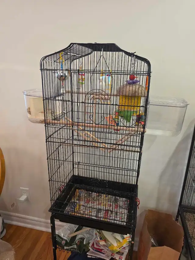 Young Parrolet with Cage and Accessories