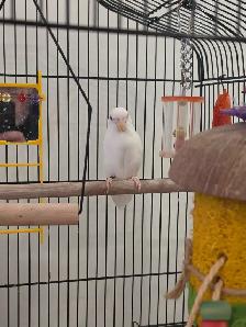 Young Parrolet with Cage and Accessories - Photo 2