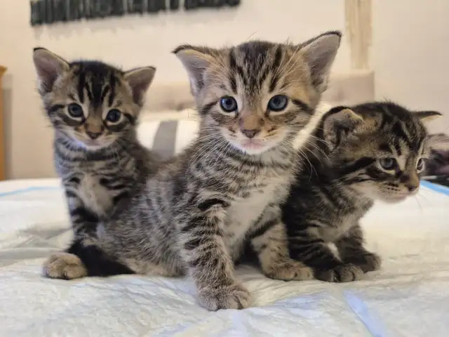 Chatons a vendre pret a partir Vendredi 9 Octobre