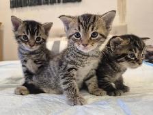Chatons a vendre pret a partir Vendredi 9 Octobre