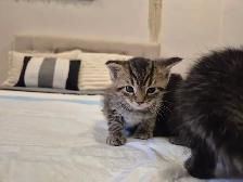 Chatons a vendre pret a partir Vendredi 9 Octobre - Photo 2