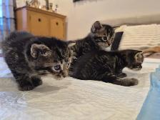 Chatons a vendre pret a partir Vendredi 9 Octobre - Photo 3