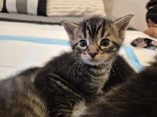 Chatons a vendre pret a partir Vendredi 9 Octobre - Photo 4