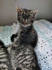 Chatons a vendre pret a partir Vendredi 9 Octobre - Photo 5