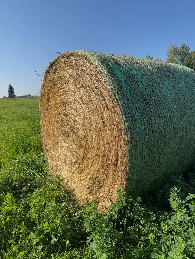 hay for sale