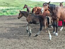 Warmblood colts