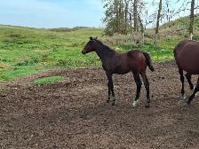 Warmblood colts - Photo 2