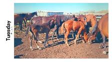 Warmblood colts - Photo 3