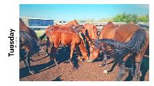 Warmblood colts - Photo 4