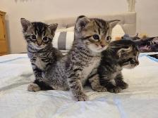 Chatons tigré a vendre - Photo 2
