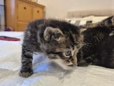 Chatons tigré a vendre - Photo 4