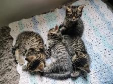 Chatons tigré a vendre - Photo 6