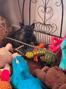 Adorable Furever Friends - Photo 2