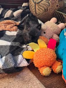 Adorable Furever Friends - Photo 3
