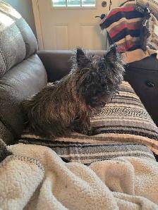 Adorable Furever Friends - Photo 4