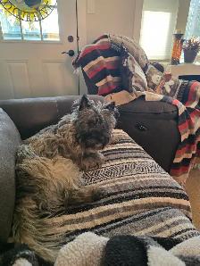 Adorable Furever Friends - Photo 5