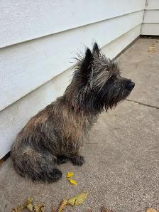 Adorable Furever Friends - Photo 6