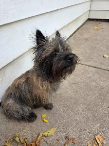 Adorable Furever Friends - Photo 7