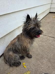 Adorable Furever Friends - Photo 8