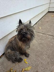 Adorable Furever Friends - Photo 9