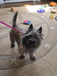 Adorable Furever Friends - Photo 10