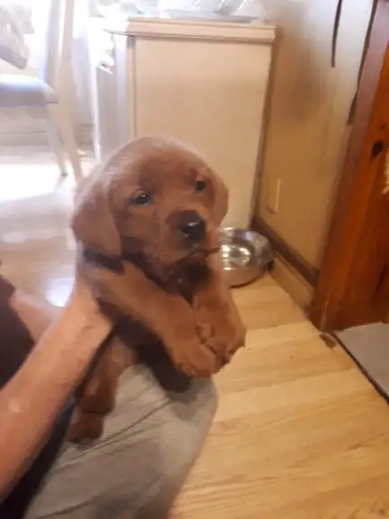 CHIOT LABRADOR PURE RACE