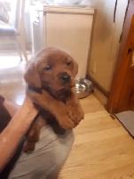 CHIOT LABRADOR PURE RACE