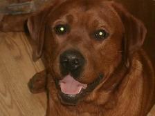 CHIOT LABRADOR PURE RACE - Photo 2