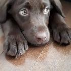 CHIOT LABRADOR PURE RACE - Photo 3