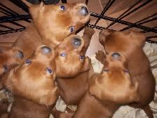 CHIOT LABRADOR PURE RACE - Photo 4