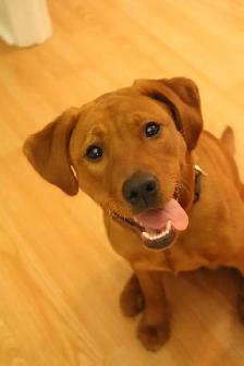 CHIOT LABRADOR PURE RACE - Photo 5