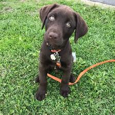 CHIOT LABRADOR PURE RACE - Photo 6