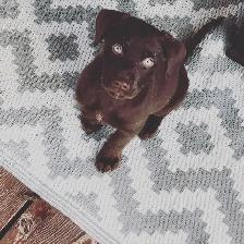 CHIOT LABRADOR PURE RACE - Photo 7