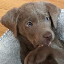 CHIOT LABRADOR PURE RACE - Photo 8