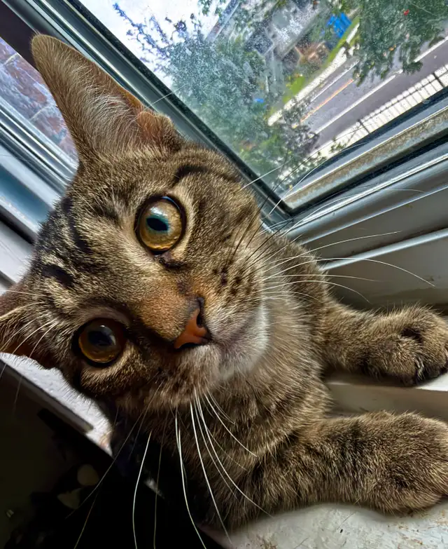 chaton & chat