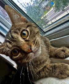 chaton & chat