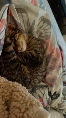 chaton & chat - Photo 2