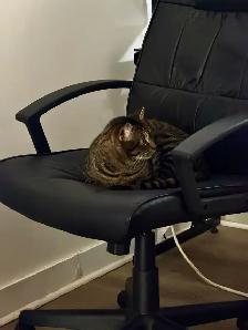 chaton & chat - Photo 3