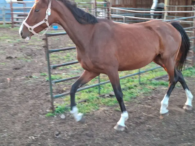 Warmblood maer for sale