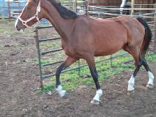 Warmblood maer for sale