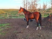 Warmblood maer for sale - Photo 2