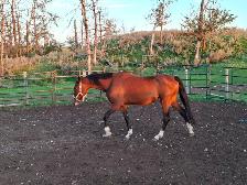 Warmblood maer for sale - Photo 3