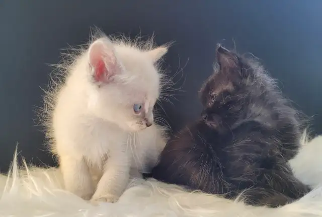Ragdoll x Maine Coon Mix Kittens - Casper & Binx!