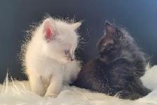 Ragdoll x Maine Coon Mix Kittens - Casper & Binx!