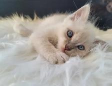 Ragdoll x Maine Coon Mix Kittens - Casper & Binx! - Photo 2