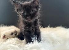 Ragdoll x Maine Coon Mix Kittens - Casper & Binx! - Photo 3