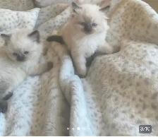 GORGEOUS BABY WHITEMITTTED & CHOCOLATEPOINT RAGDOLLS!! - Photo 4