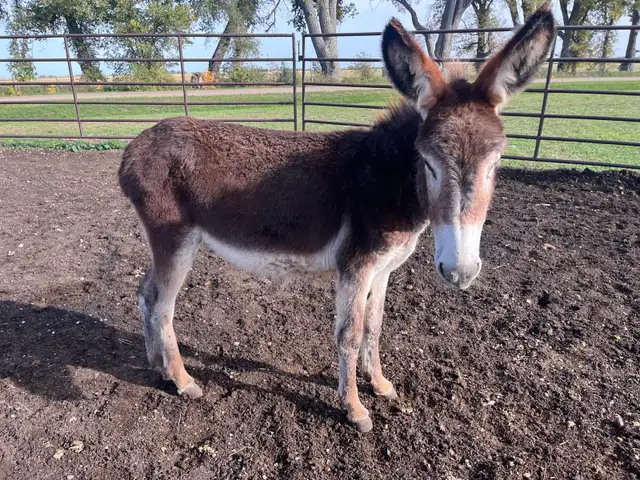 Yearling Standard Jenny